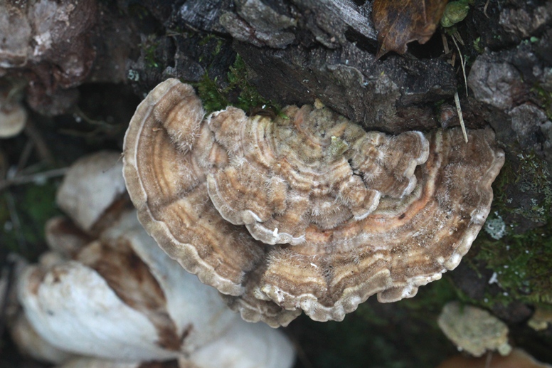 turkeytails